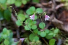 Linnaea borealis longiflora