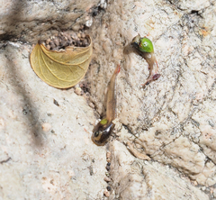 Agalychnis dacnicolor