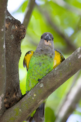 Poicephalus cryptoxanthus