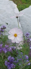 Cosmos parviflorus