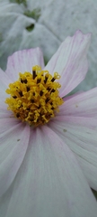 Cosmos parviflorus