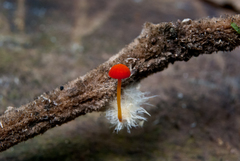 Marasmius ruber