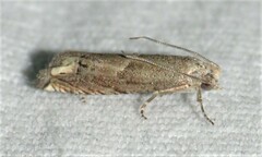 Epiblema minutana