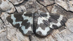 Lomaspilis opis nigrita