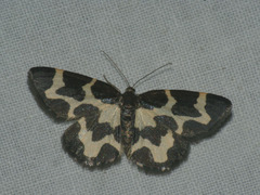 Lomaspilis opis nigrita