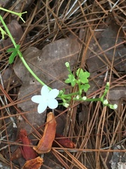 Cnidoscolus stimulosus