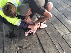 Carcharhinus brachyurus