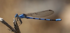 Argia agrioides