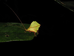 Typophyllum modestum