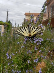 Iphiclides podalirius