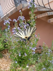 Iphiclides podalirius