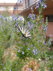 Iphiclides podalirius