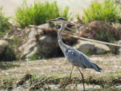 Ardea cinerea