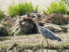 Ardea cinerea