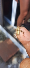 Gryllomorpha longicauda