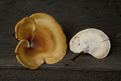 Polyporus leprieurii