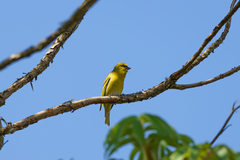 Serinus flavivertex
