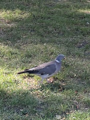Columba palumbus