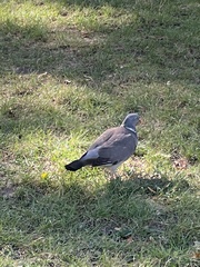 Columba palumbus