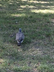 Columba palumbus