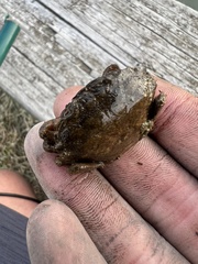 Rhithropanopeus harrisii