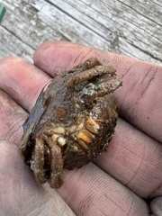 Rhithropanopeus harrisii