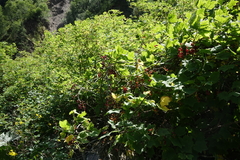 Ribes biebersteinii