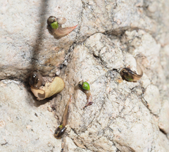 Agalychnis dacnicolor