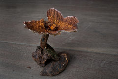 Cymatoderma sclerotioides