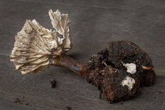 Cymatoderma sclerotioides