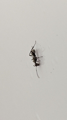 Polyrhachis cupreata