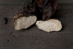 Cymatoderma sclerotioides