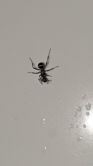 Polyrhachis cupreata