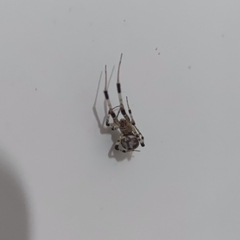 Zosis geniculata