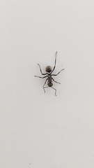 Polyrhachis cupreata