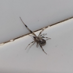 Zosis geniculata