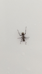 Polyrhachis cupreata