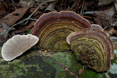 Coriolopsis caperata