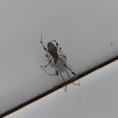 Zosis geniculata