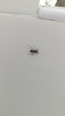 Polyrhachis cupreata