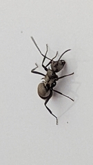 Polyrhachis cupreata