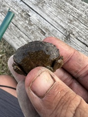 Rhithropanopeus harrisii