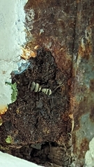 Polyrhachis cupreata