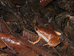 Hamptophryne boliviana