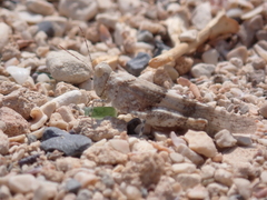 Sphingonotus rubescens