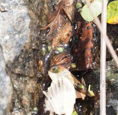 Agalychnis dacnicolor