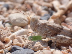 Sphingonotus rubescens