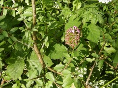 Anacamptis pyramidalis
