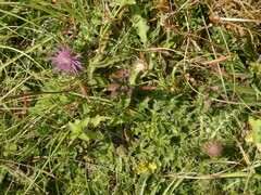 Cirsium acaule
