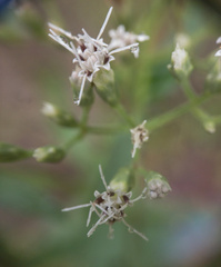 Eupatorium vaseyi